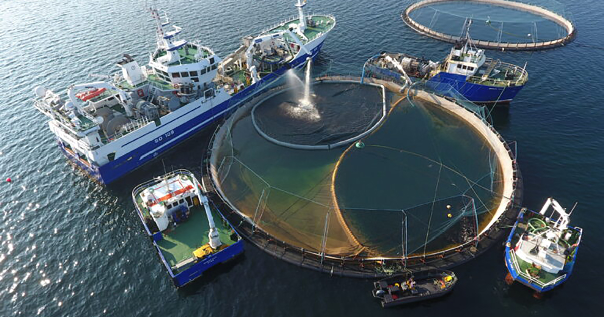 Ocean Farm Use Cunningham Water Treatment Tarpaulins in Fish Treatment Process
