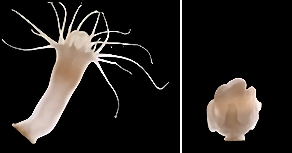 How Polyps of the Moon Jellyfish Repel Viral Attacks on Their Microbiome