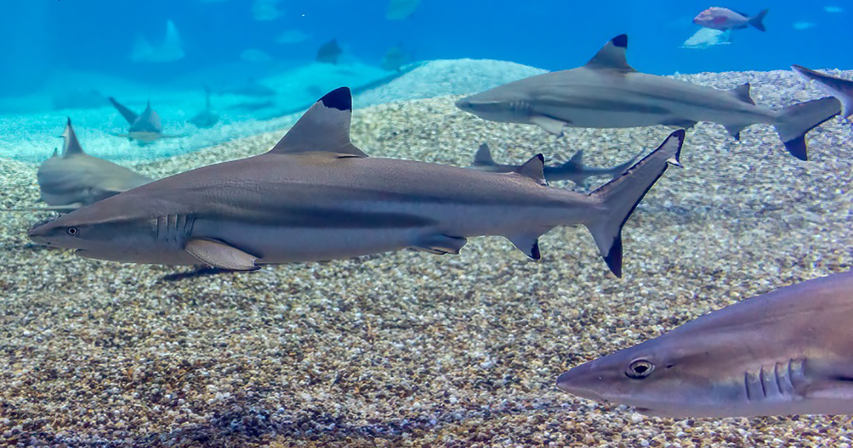 Marine Sharks and Rays Use Urea to Delay Reproduction