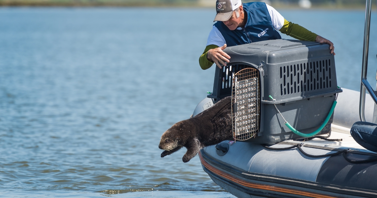 1 A surrogate reared otter released into Elkhorn Slough by Monterey Bay Aquarium