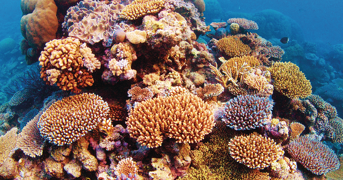 elemental mktg Named Agency of Record for Great Barrier Reef Foundation ...