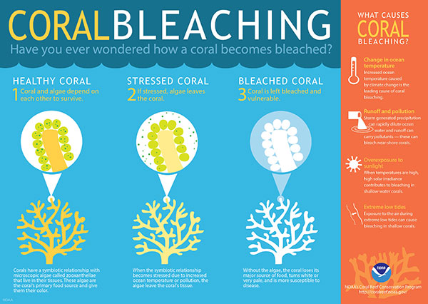 GRAPHIC coralbleaching infographic 06202016 NOAA 3164x2247 LARGE