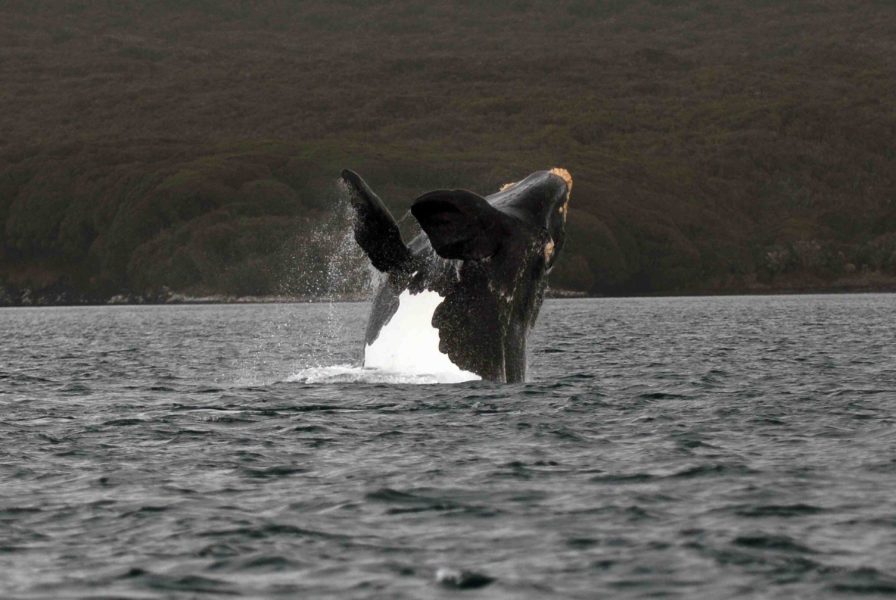EMBED 1 Southern Right Whale credit Carlos Olavarria 896x600