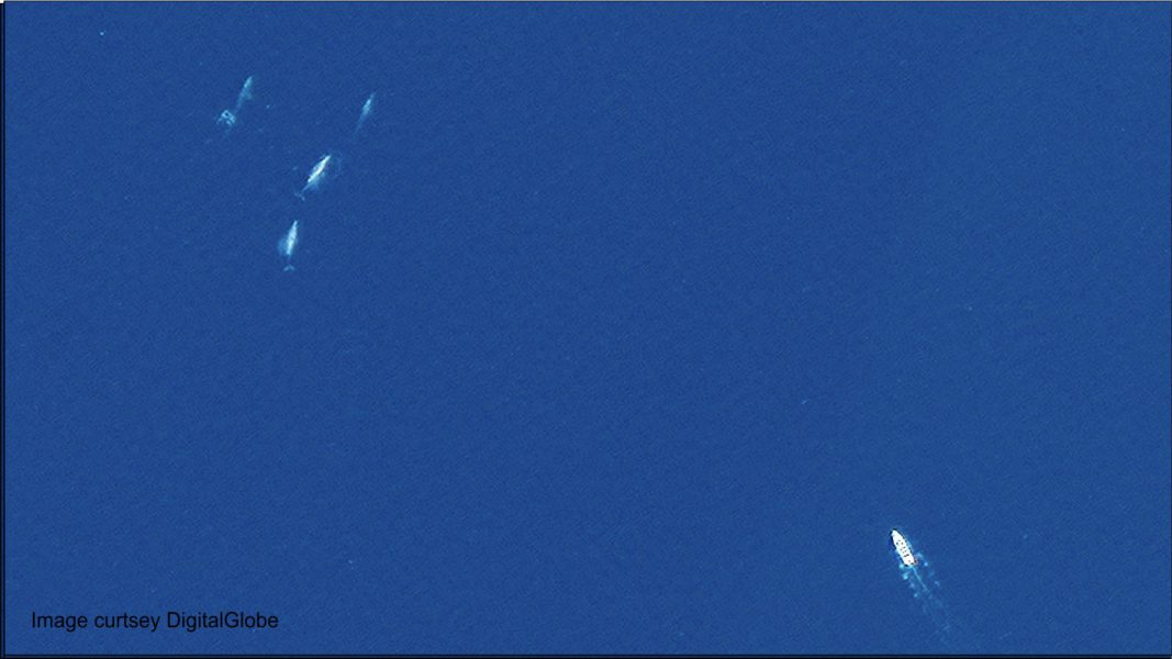 EM 2 grey whales mexico 2 satellite image 2018 DigitalGlobe a Maxar company 1067x600