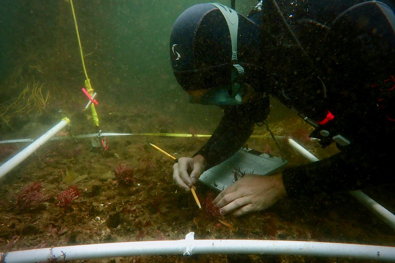 EM 2 kelp study sbc lter inline 02
