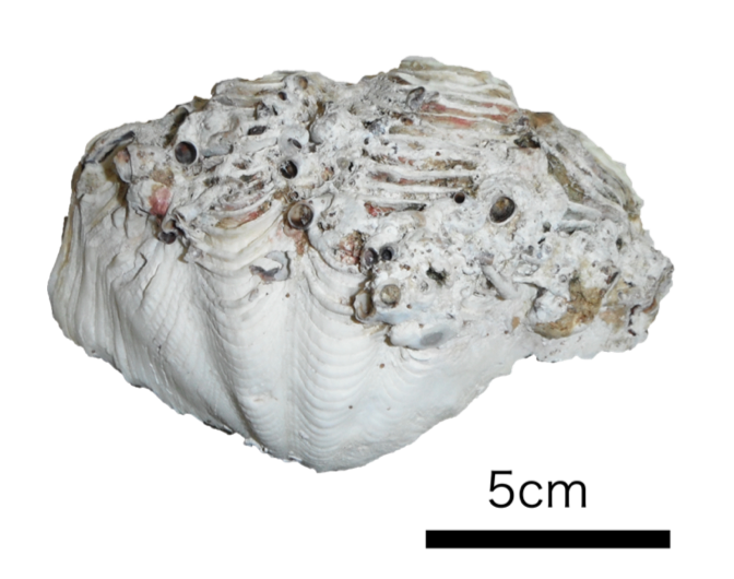EMBED 1 Fig2 Giant clam shell