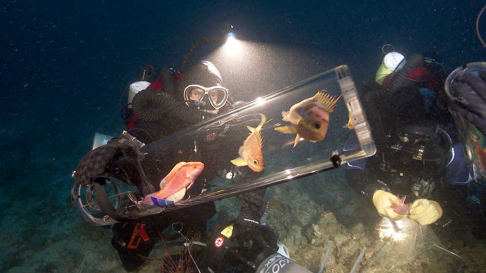EMBED 2 v2 bart shepherd with fishes in chamber c 2015 california academy of sciences