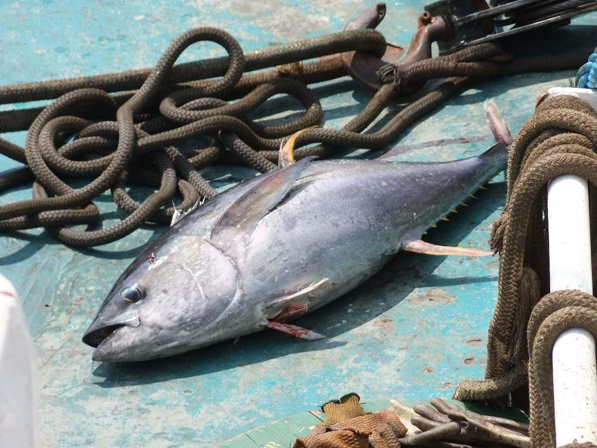 EM4 Yellowfin tuna captured on a purse seine taken by me 2014 by Lauriane Escalle