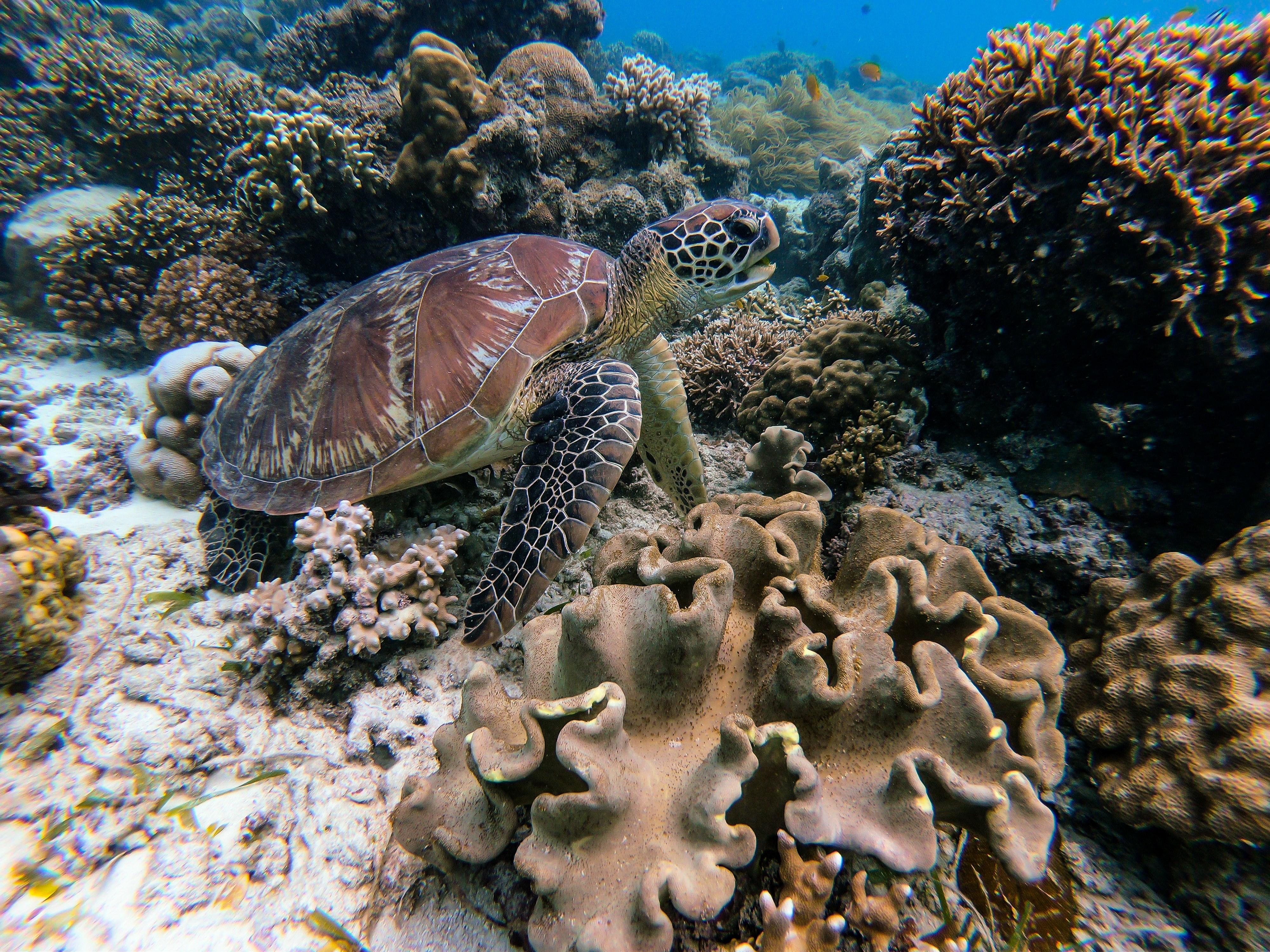 aquatic animal coral echinoderm 2289411