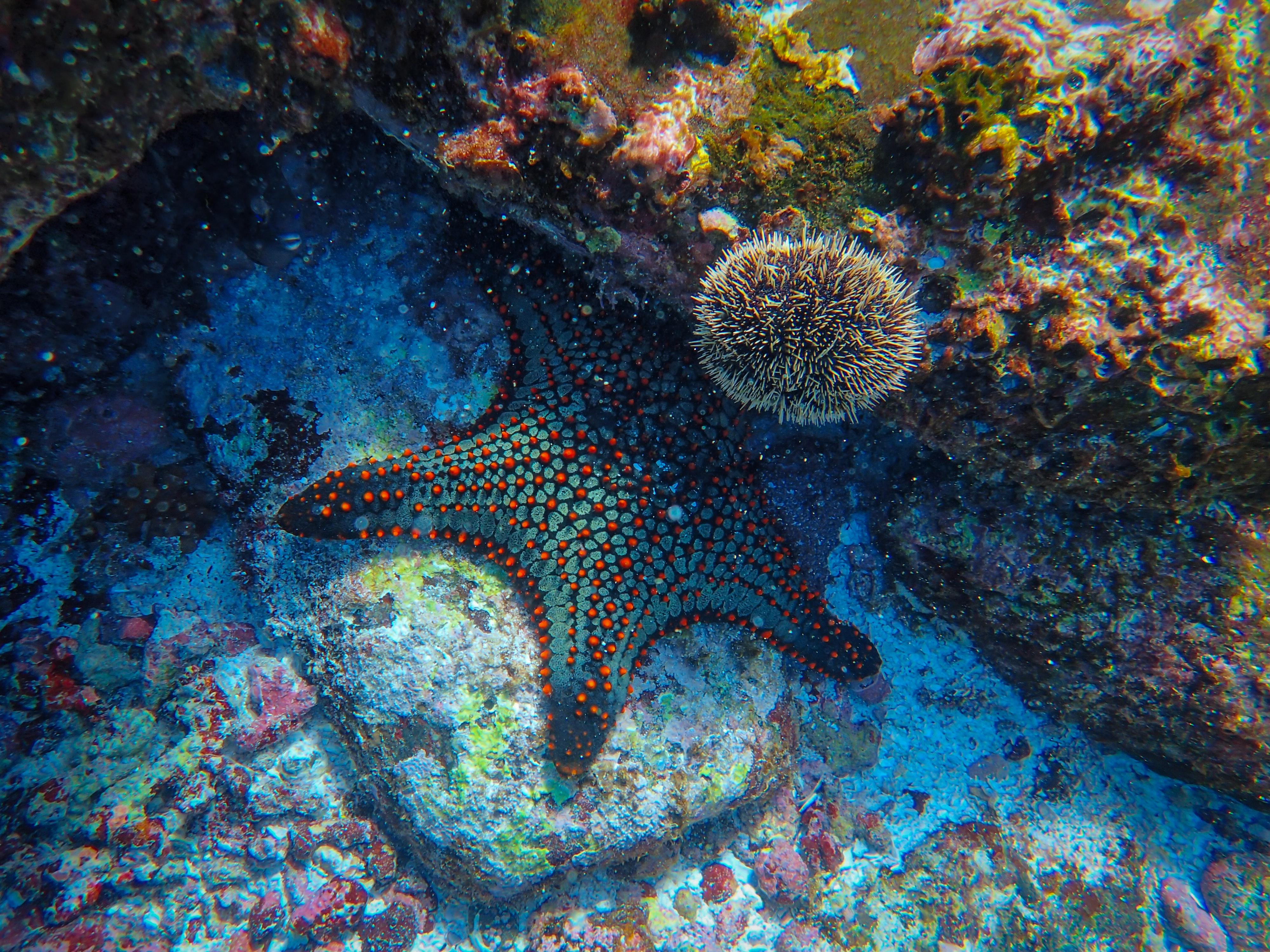 aquatic animal coral echinoderm 2289411
