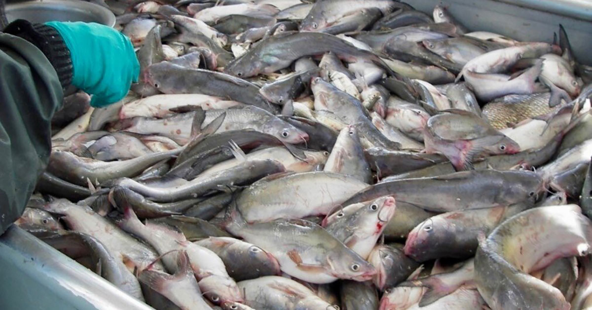 Invasive Blue Catfish Can Tolerate High Salinities