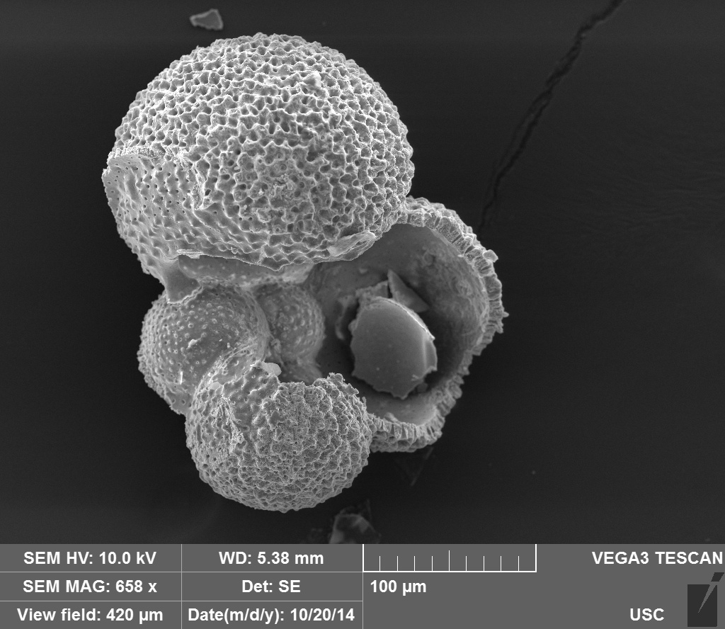 EM2 PHOTO foraminifera magnified 650 times its size by Scanning Electron Microscope E. Osborne NOAA 
