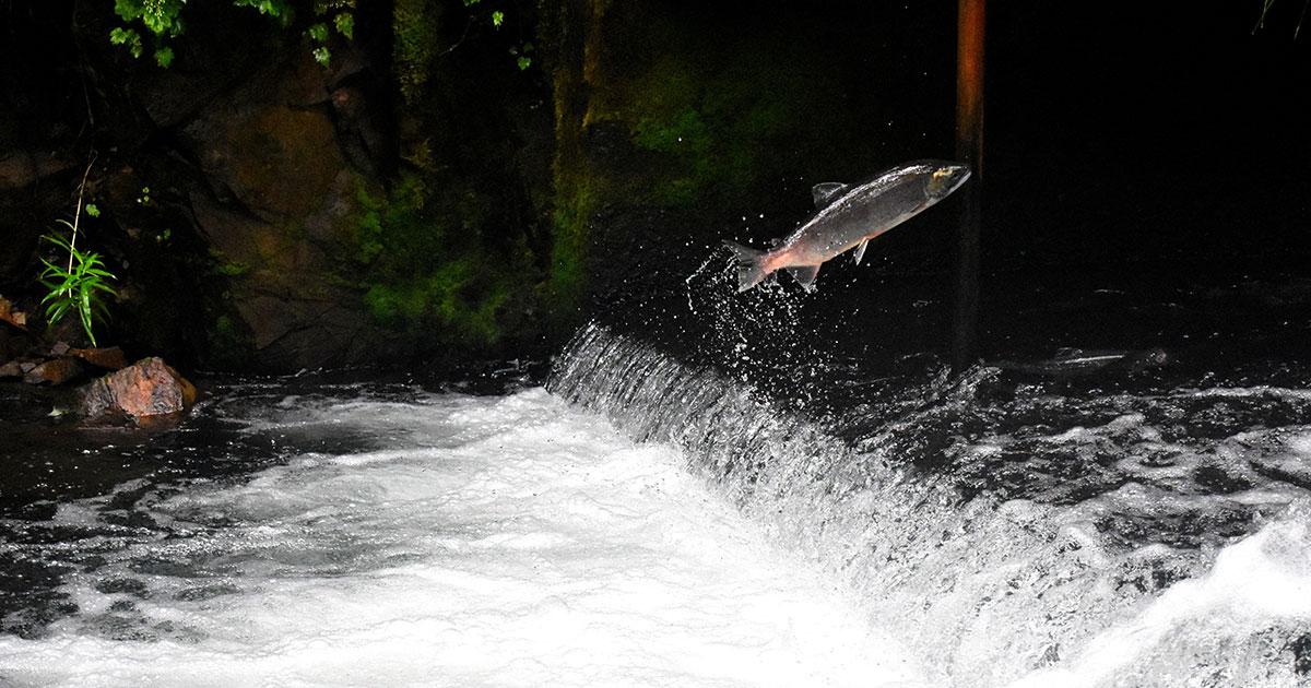 Salmon Populations May Adapt Their Eggs to Survive in Degraded