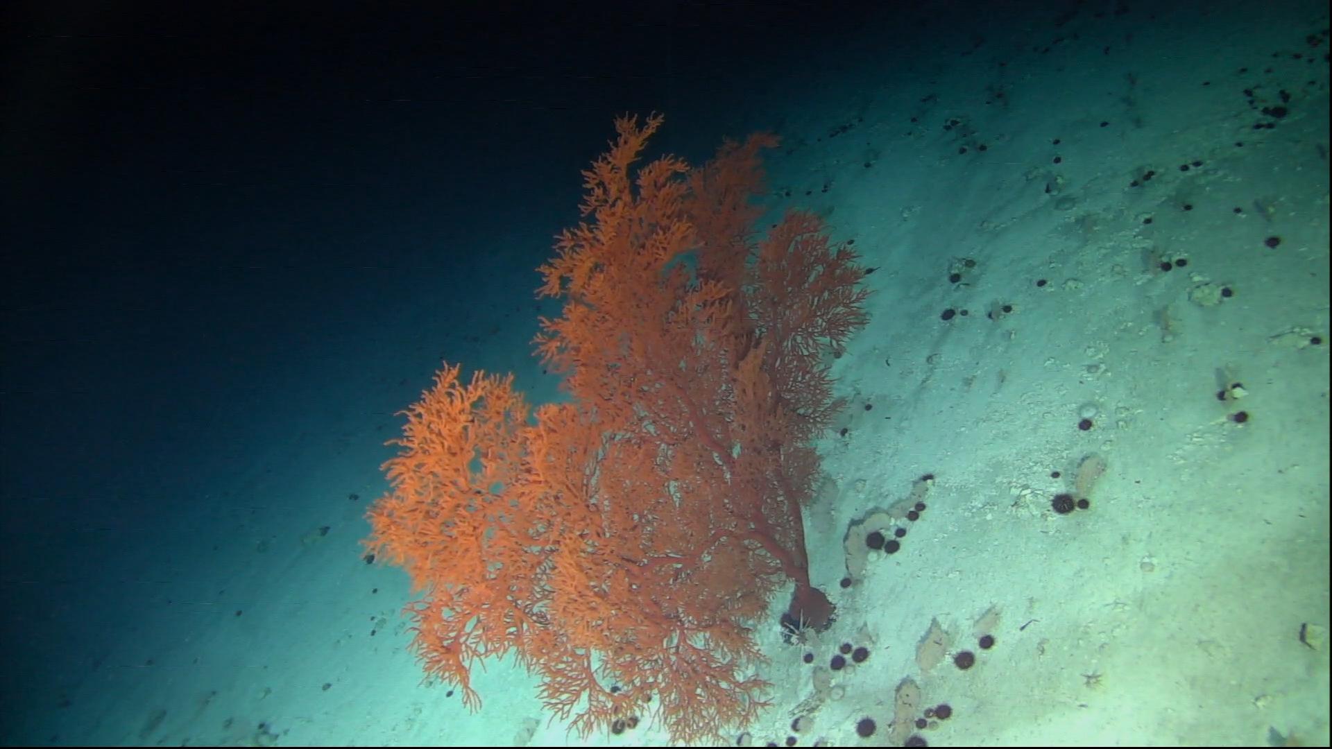 EM 3 Subsea footage from a bowtech camera 2