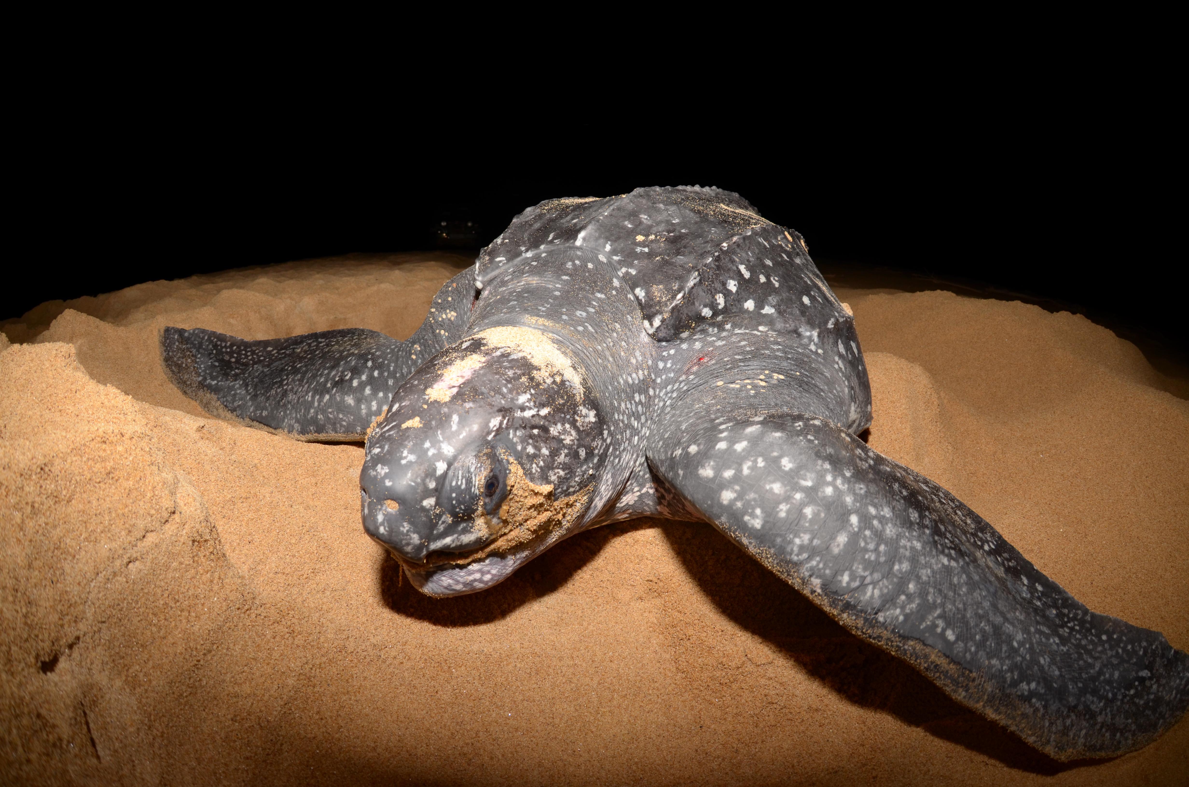 EM1 Leatherback turtle in Brazil credit Banco de Imagens Projeto TAMAR 1