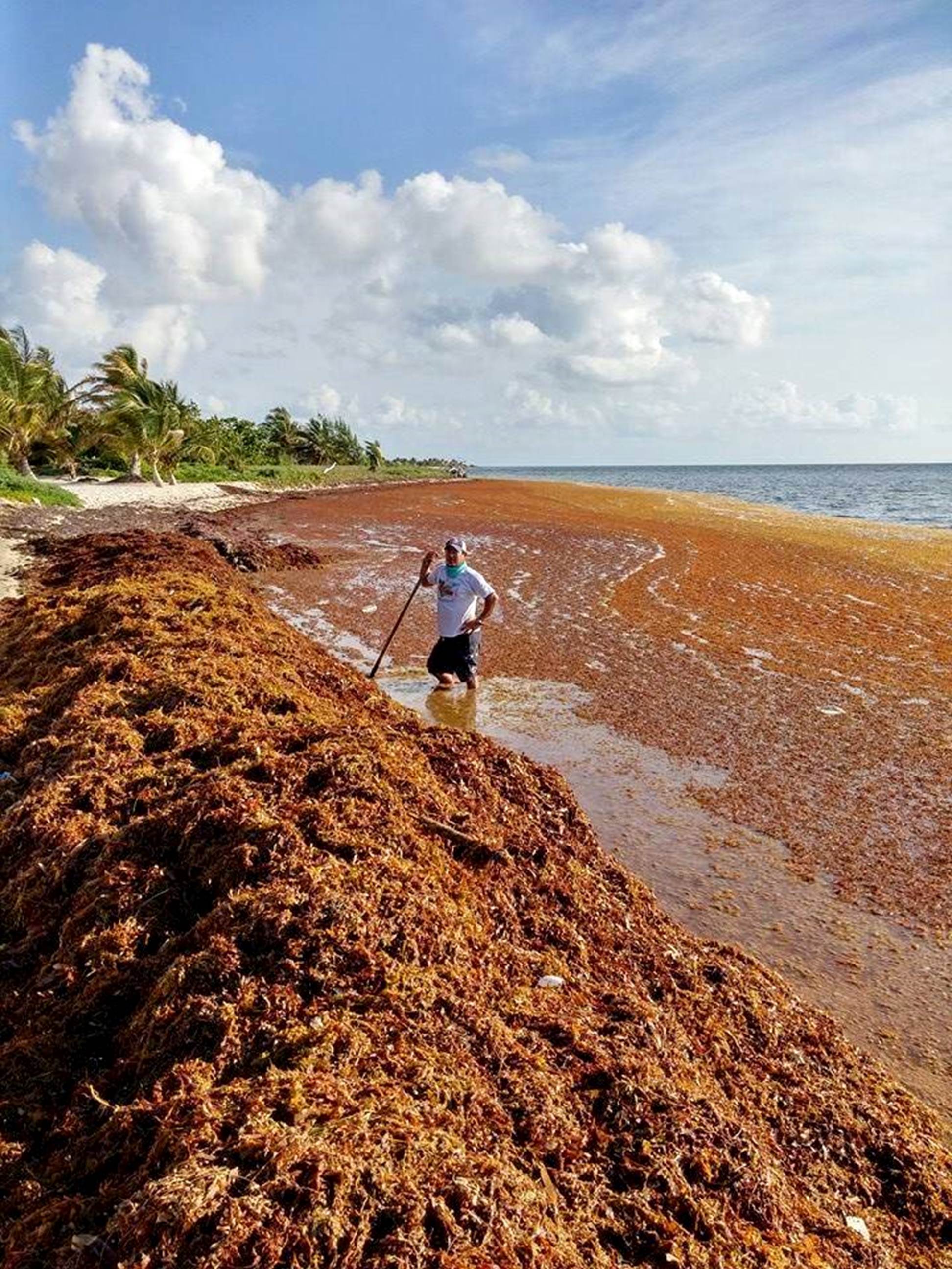 NASA Satellites Find Biggest Seaweed Bloom in the World Coastal News