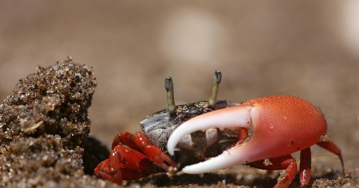 Insight into the Social Lives of Fiddler Crabs