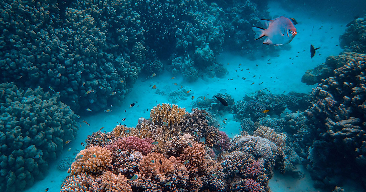 Study Examines A Million Corals One by One in Urgent Call to Save Reefs ...