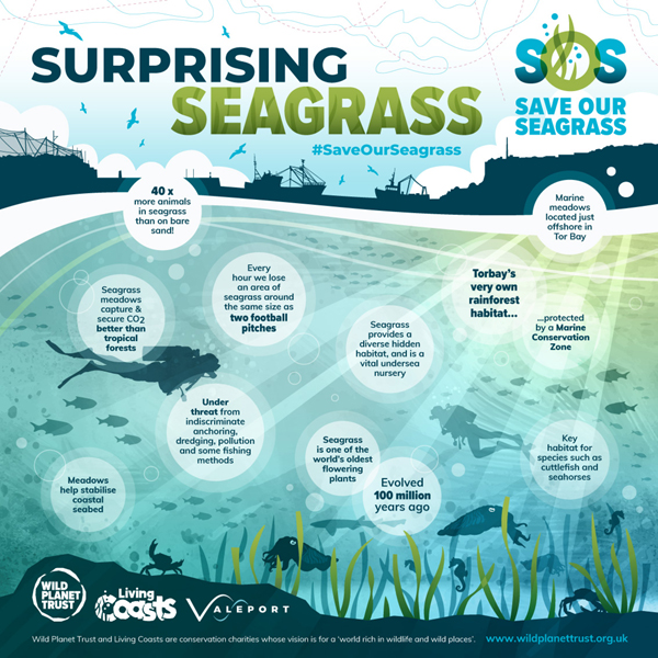 Seagrass Poster