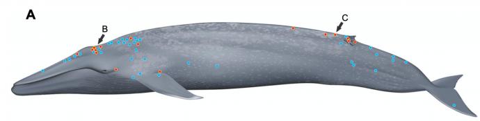 EM3 Whale Data Image 0 1