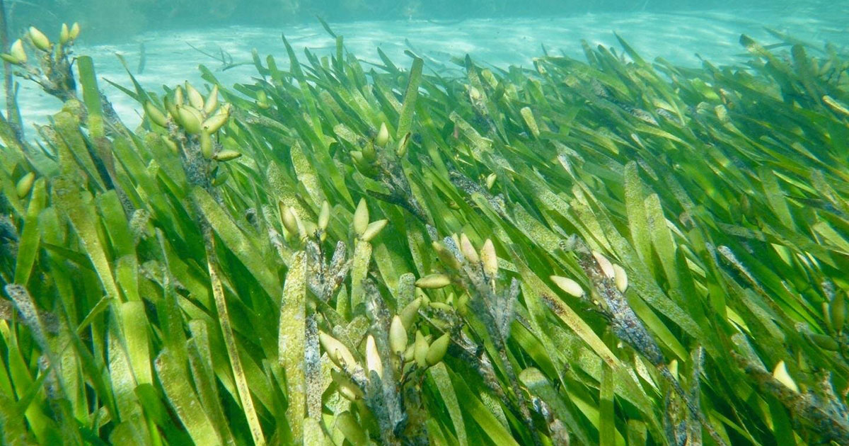 Unique Reproductive Trait for Seagrass Revealed, Coastal