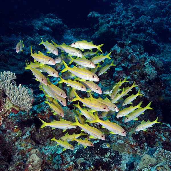 yellowfin goatfish mulloidichthys vanicolensis 0