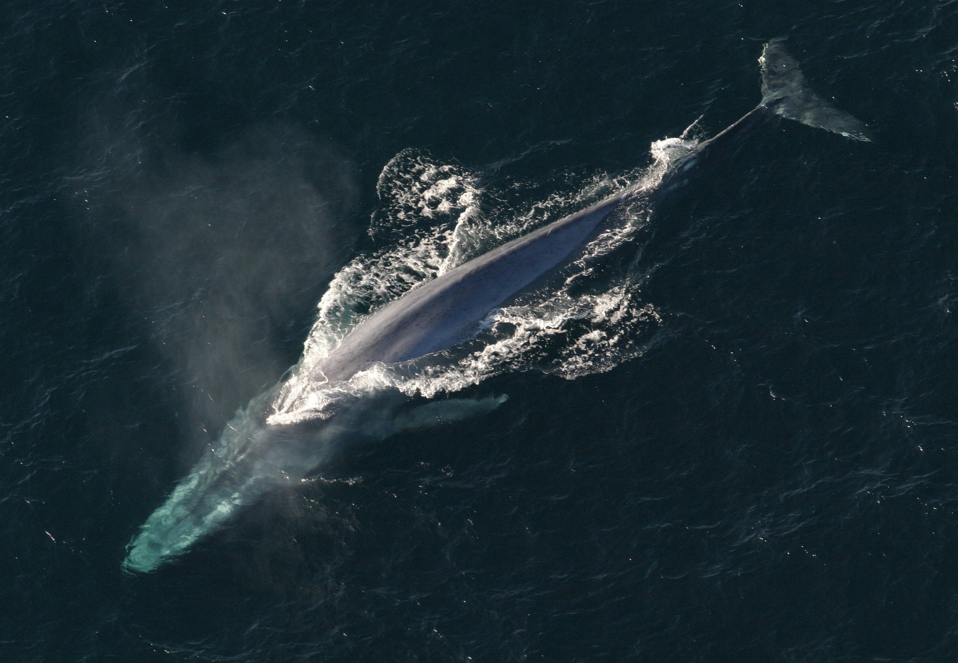 blue whale 1198719 1920 1
