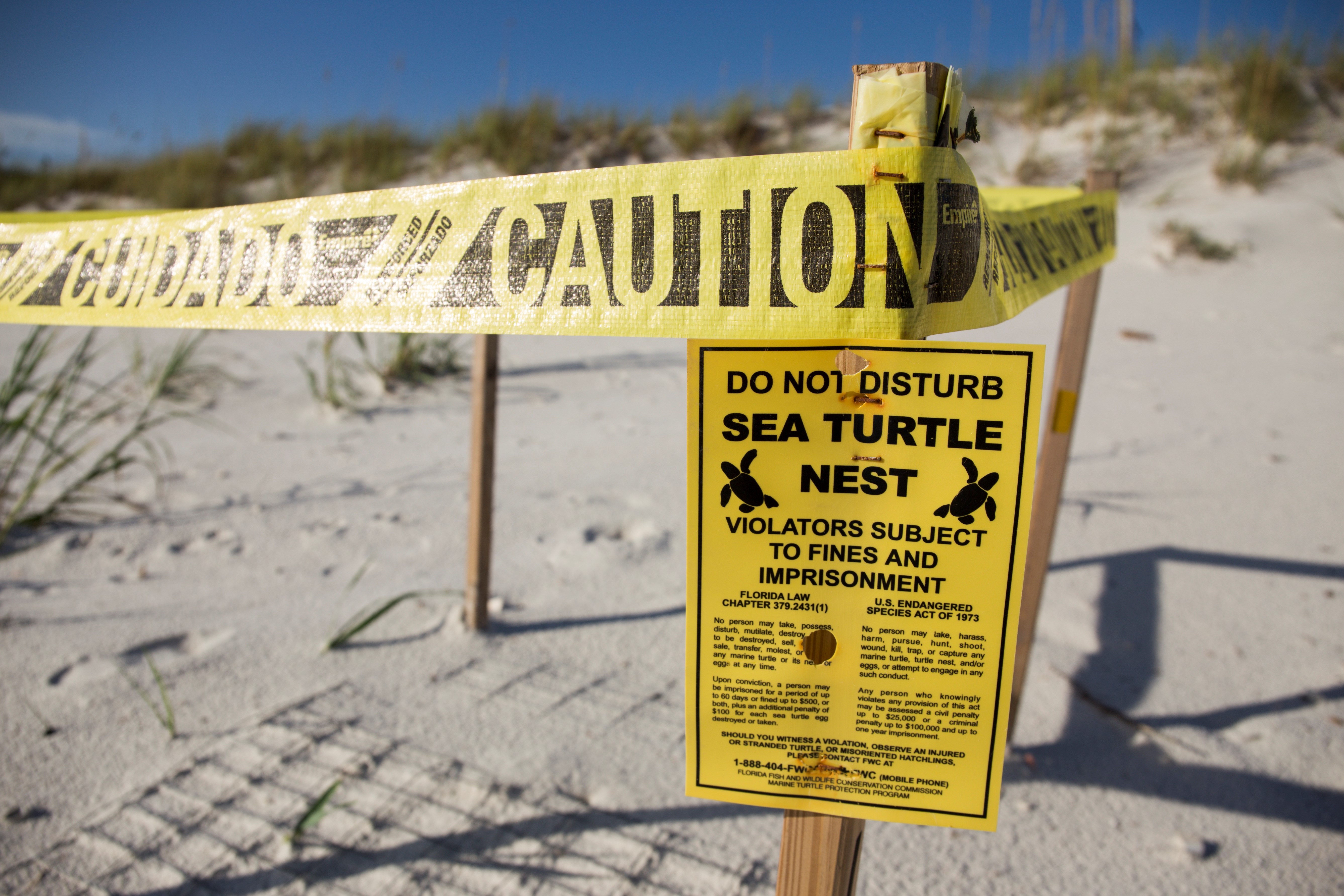 IV. Threats to Sea Turtles and Their Nests