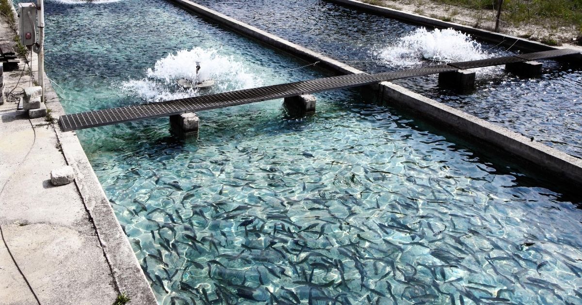 Aquaculture feed for a sustainable future