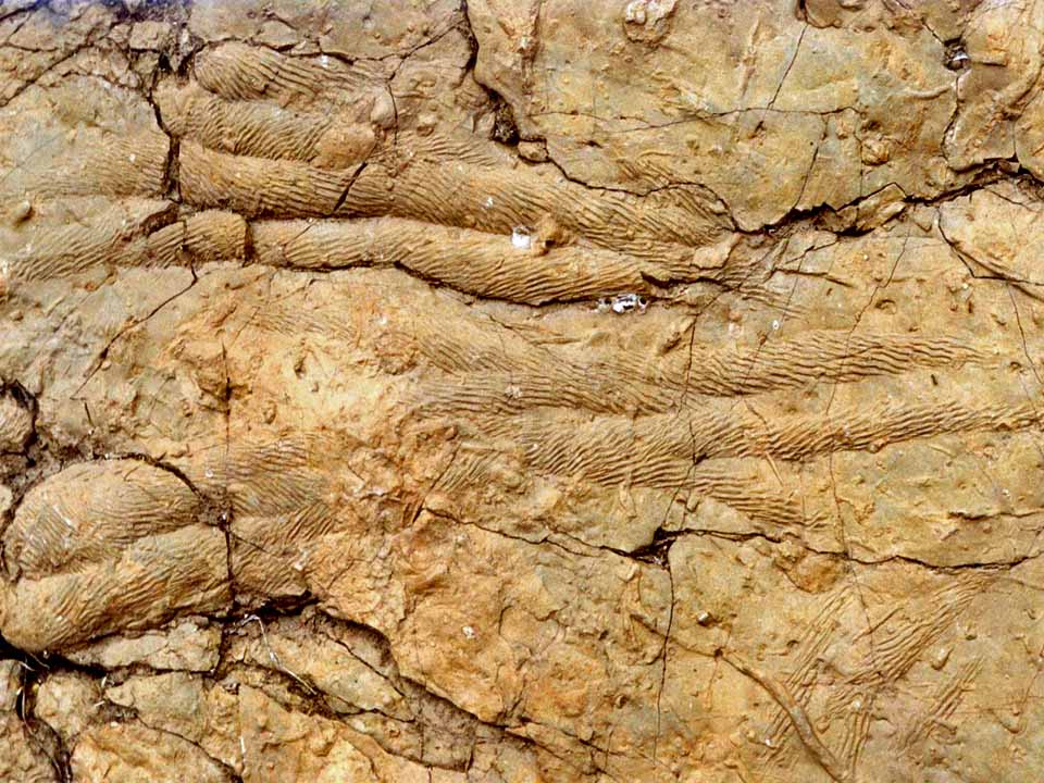 EM2 ordovician trilobite trace fossils