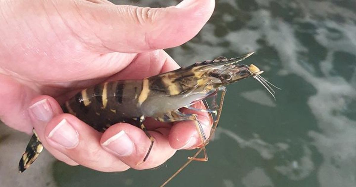 New Study Finds Agricultural Pesticides Can Affect Prawns and Oysters |  Fisheries & Aquaculture | News