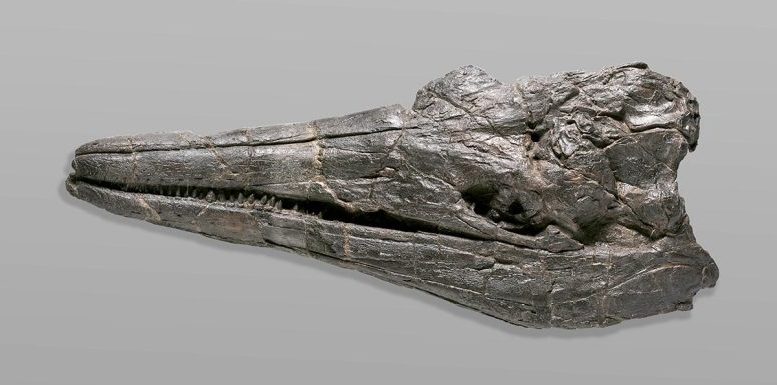 EM2 ichthyosaur skull 777x385 1
