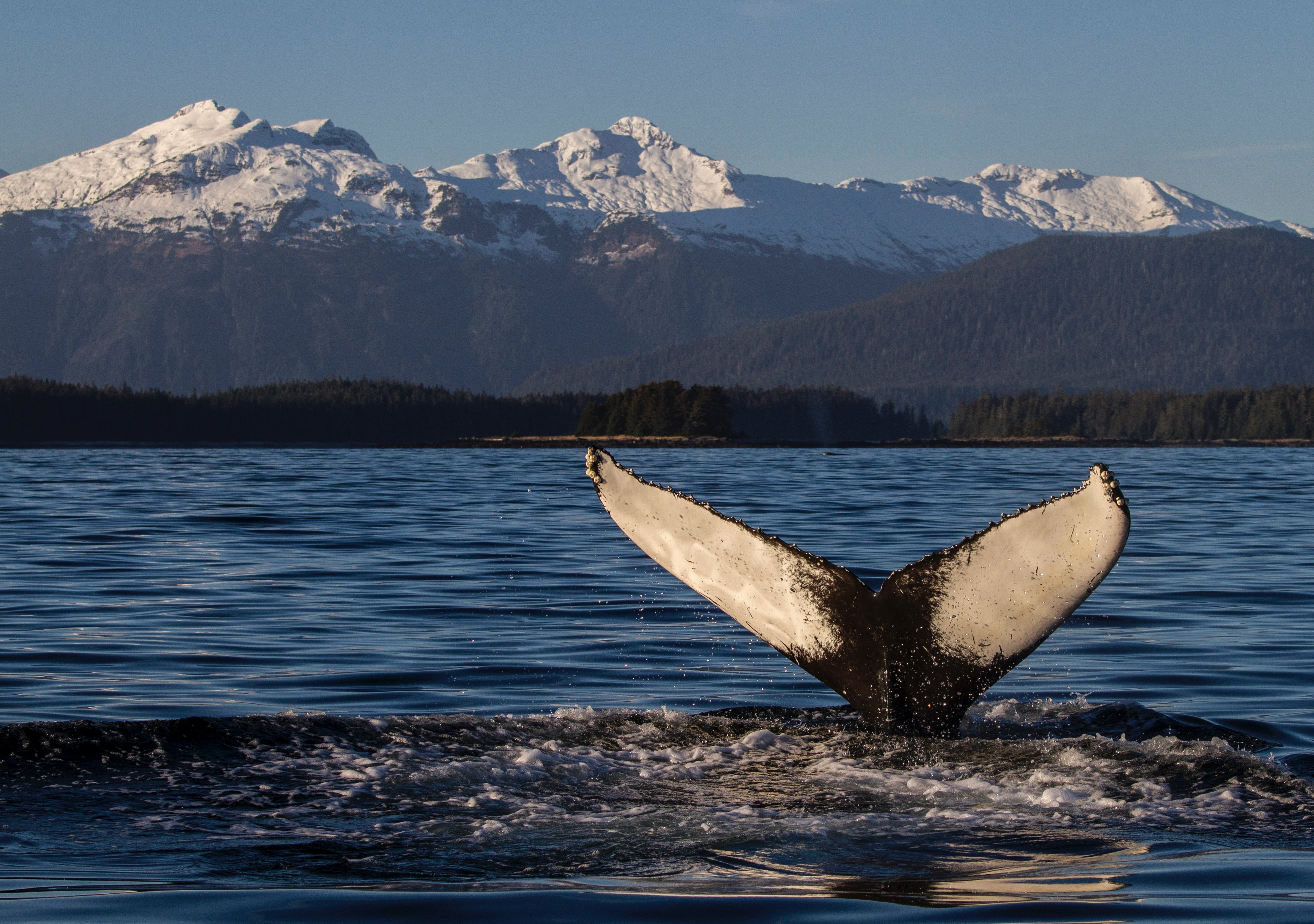 Photograph of humpback whale taken during Oregon State University Marine Mammal Institutes 2014 tagging field season in SE Alaska