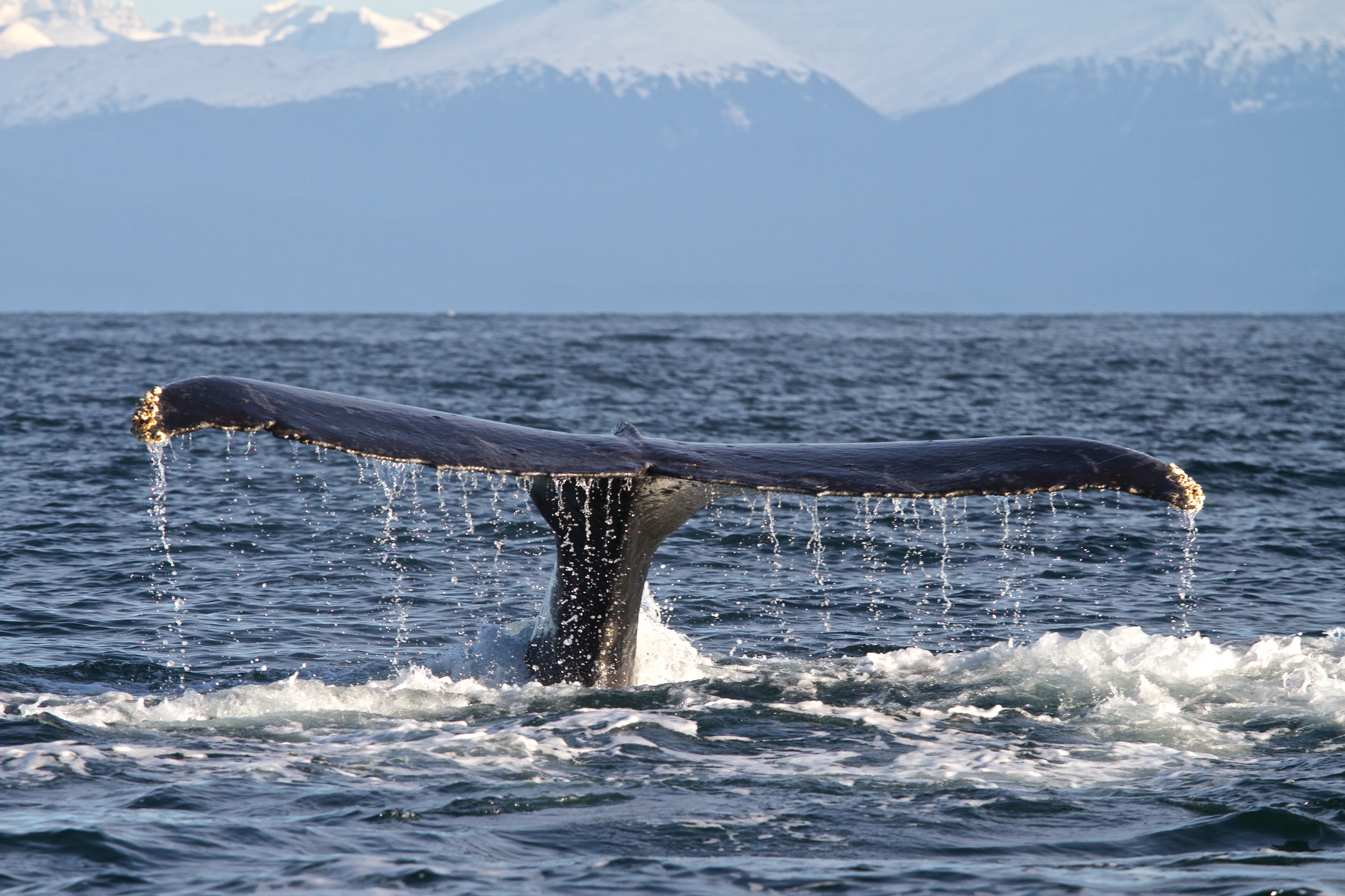 Photograph of humpback whale taken during Oregon State University Marine Mammal Institutes 2014 tagging field season in SE Alaska