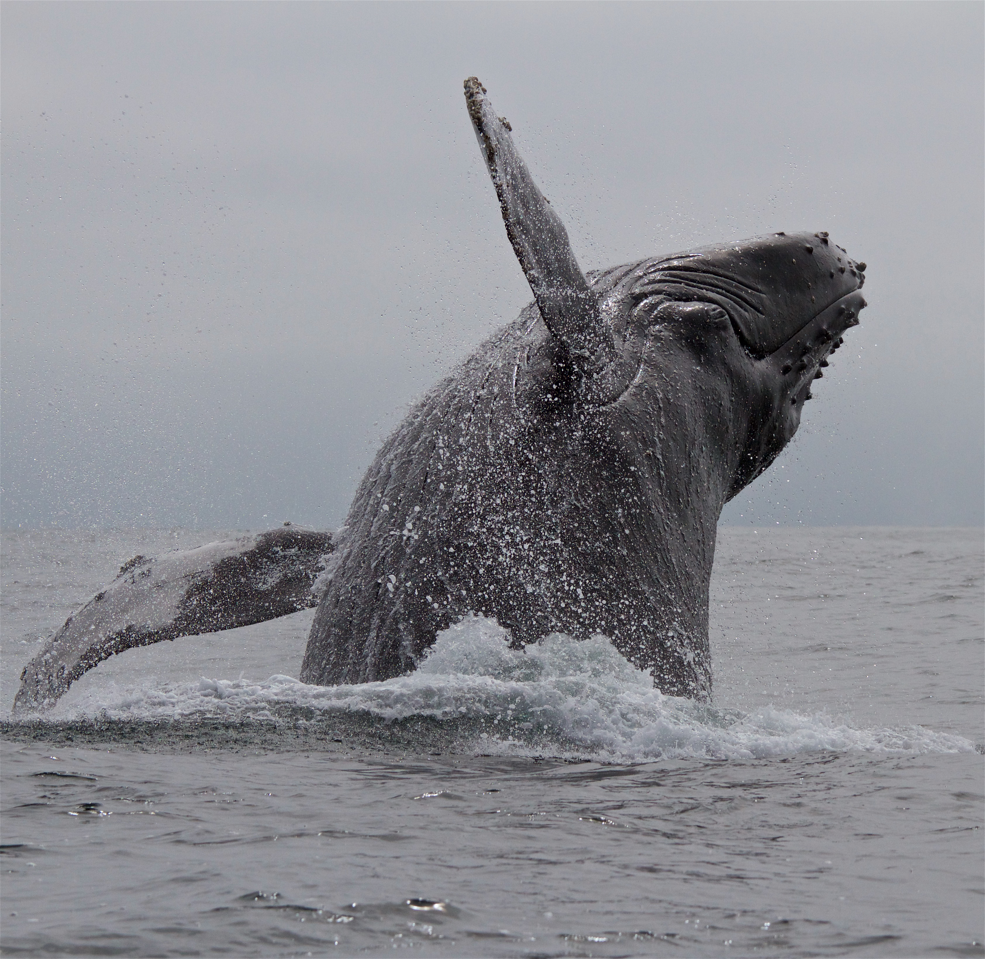 Photograph of humpback whale taken during Oregon State University Marine Mammal Institutes 2017 tagging field season off southern California.