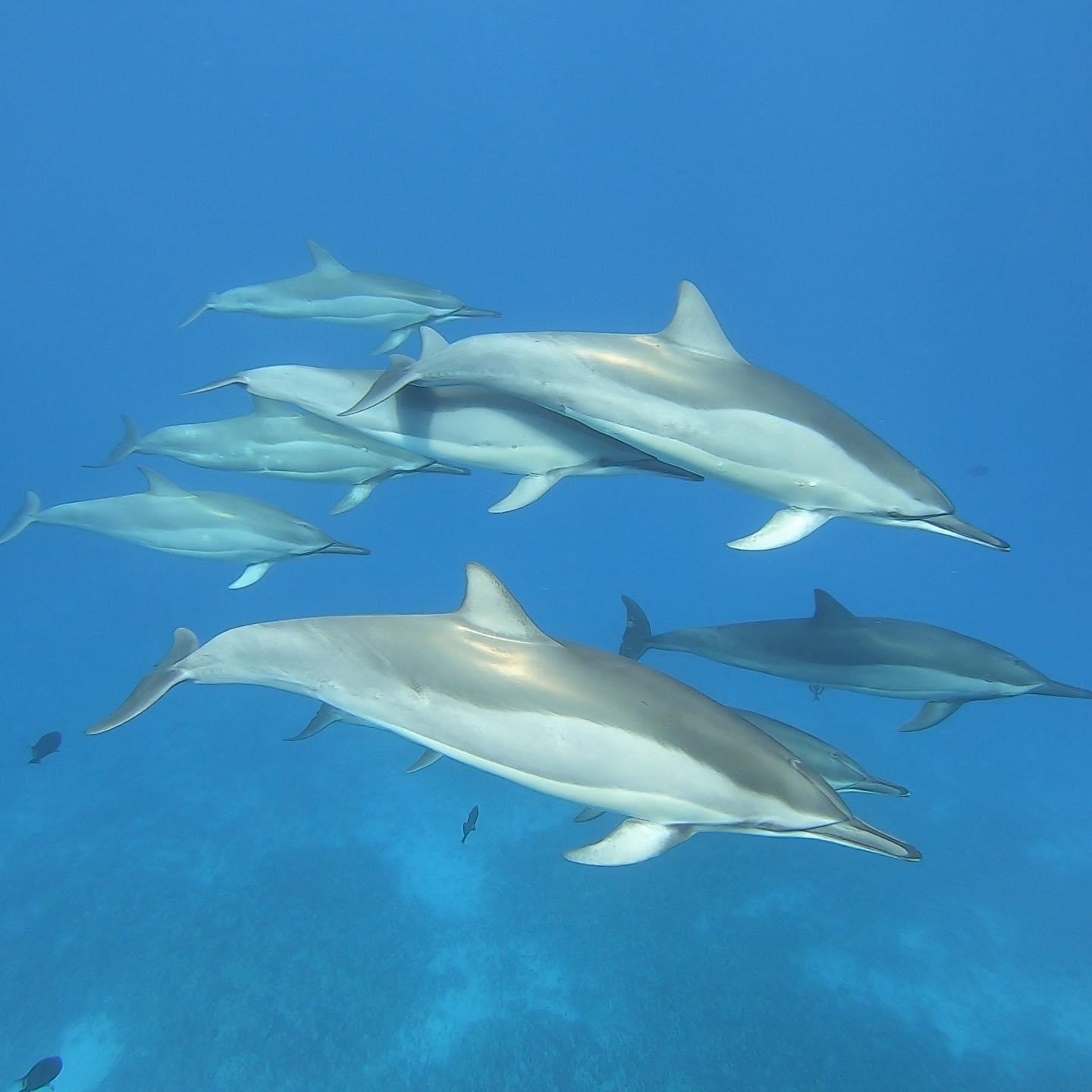 Hawaiian spinner dolphins. Credit Rob Harcourt