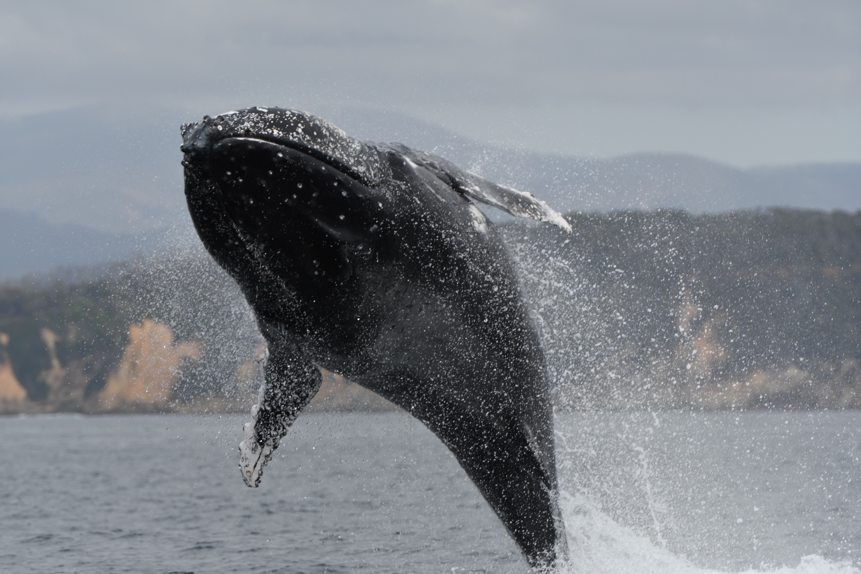 Humpback whale. Credit Rob Harcourt