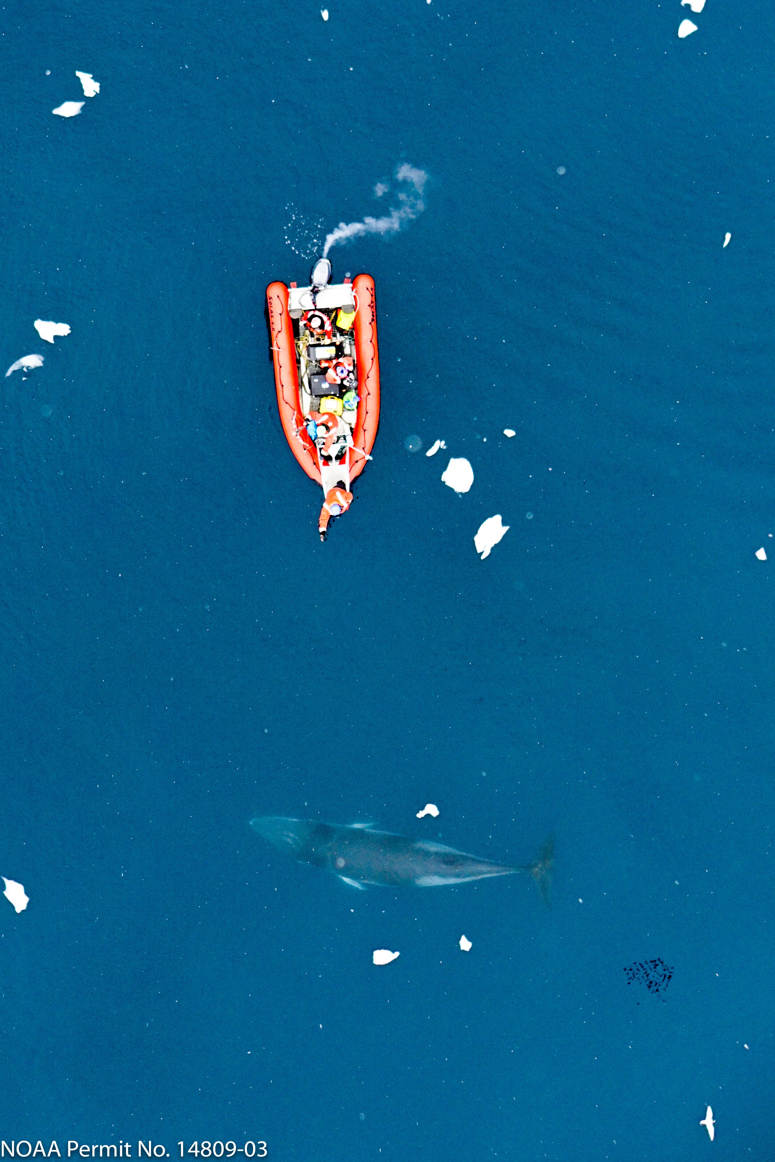 Minke whale. Credit Duke Marine Robotics and Remote Sensing Lab