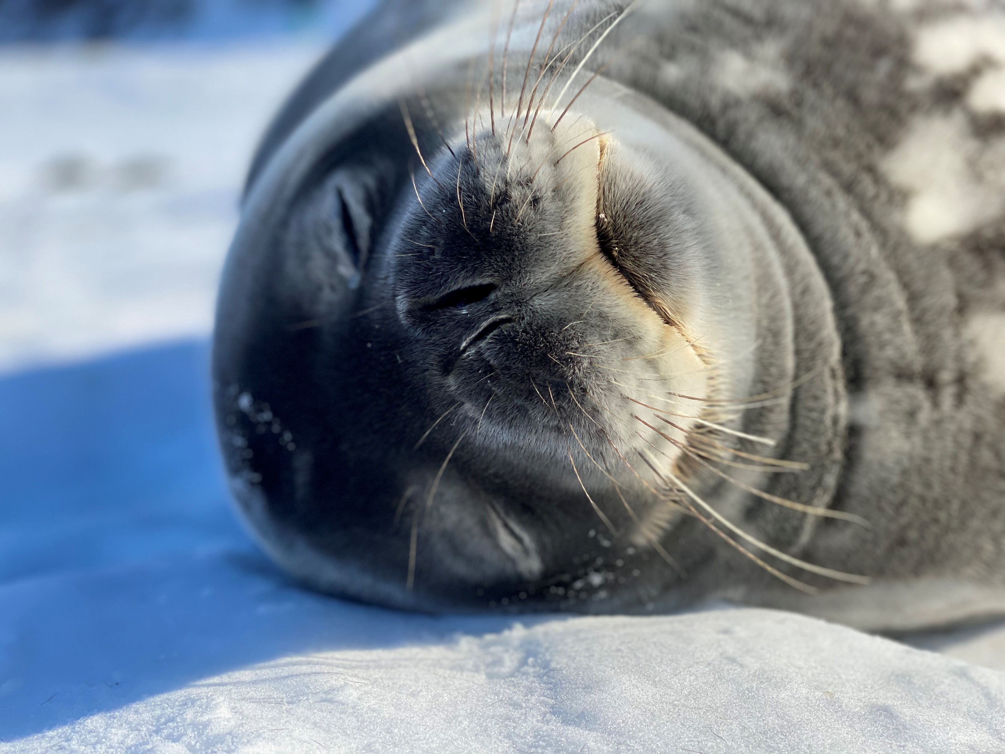 Weddell seal 1. Credit Rob Harcourt