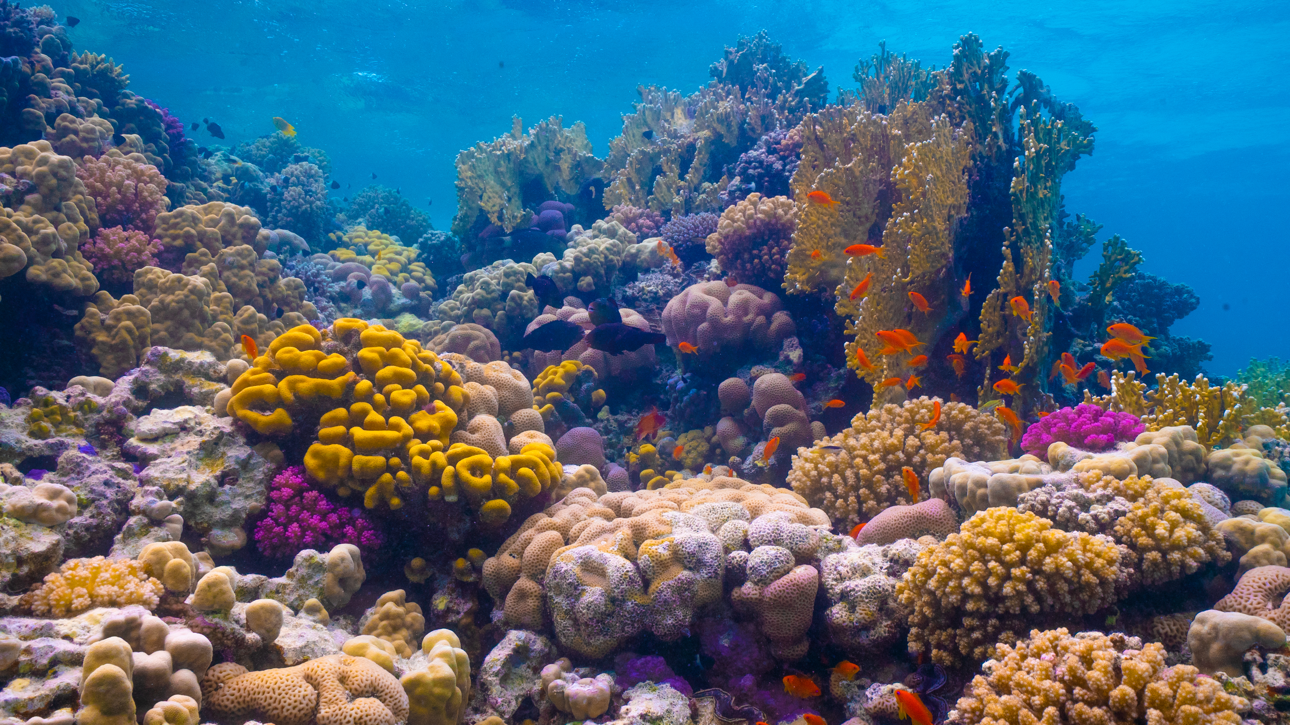 A colourful underwater world Al Wajh Lagoon