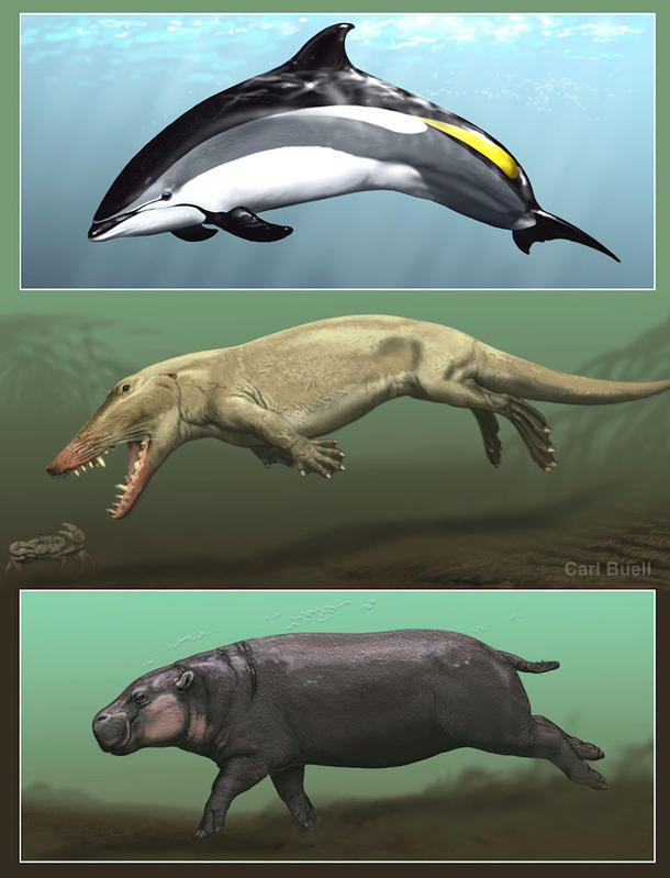 EM1 cetacean hippopotamus ancestor 1069 1400 full 610