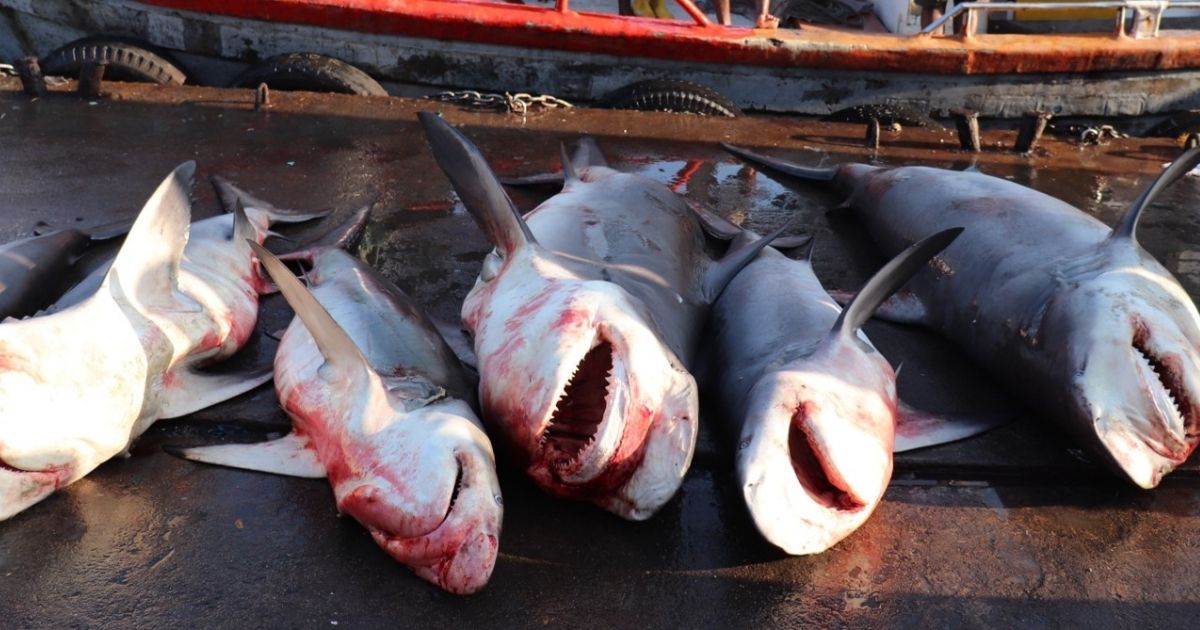 Investigation: Inside India's illegal shark-fin trade