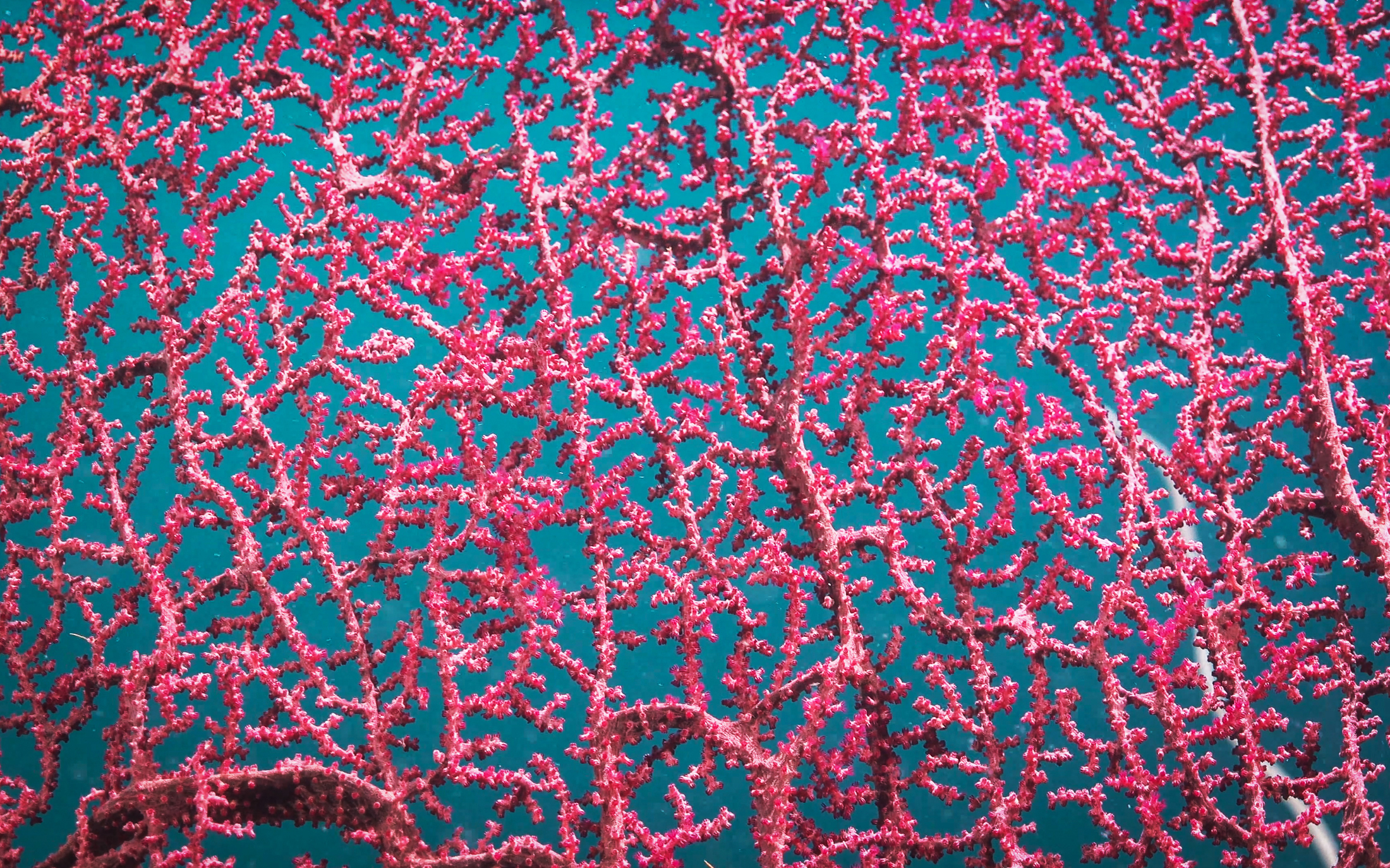 A detail of a gorgonian fans documented by ROV SuBastian on Dive 410 (April 16 2021) on the sea floor of Ashmore Reef. Like other corals, gorgonians have polyps. The polyps have tentacles arranged as a pennate, which means they have one main tentacle with branches off of it, like a feather. They can withdraw into the leathery tissue of the coral.