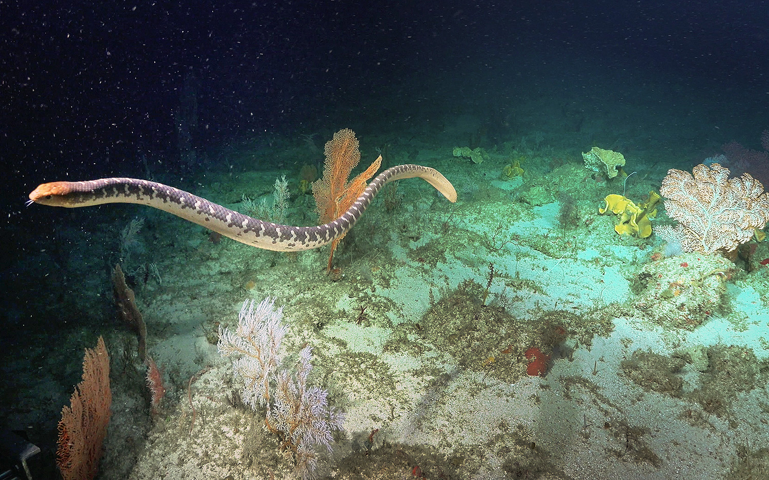 On dive 415 April 21st 2021, ROV SuBastian photographs a sea snake swimming along the sea floor of Ashmore Reef.  Sea snakes were once quite abundant at Ashmore Reef but  in recent decades they’ve largely disappeared. During the expedition a large number of sea snakes have been sited at depths between 50m-150m including a previously thought locally extinct short nosed sea snake.