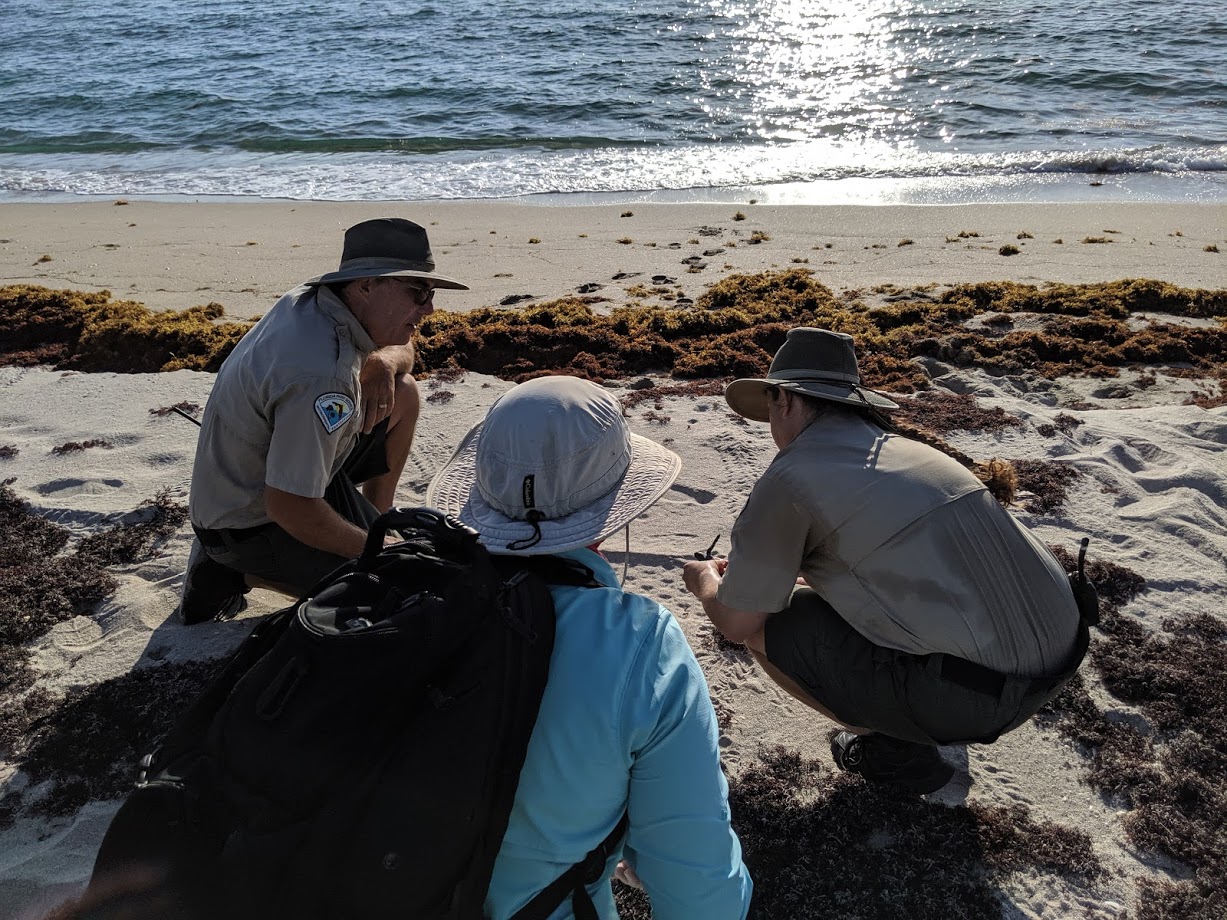 FDEP State Park staff collecting sea turtle data at John D MacArthur Beach State Park