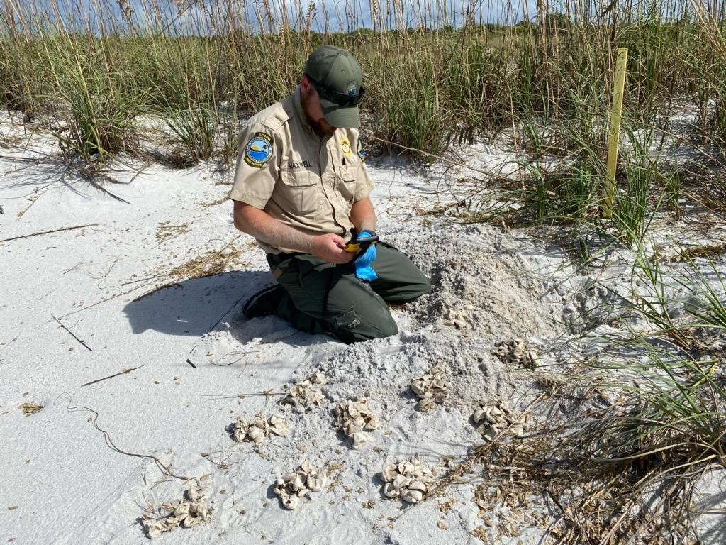 FDEP State Park staff doing nest inventory with TDC at Cayo Costa