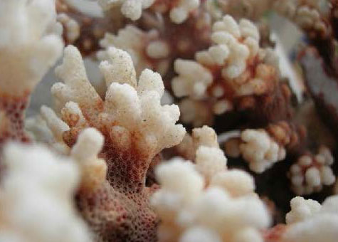 Image 1 ecofeature coral