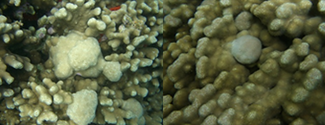 CoralReefs Metabolomics Composite