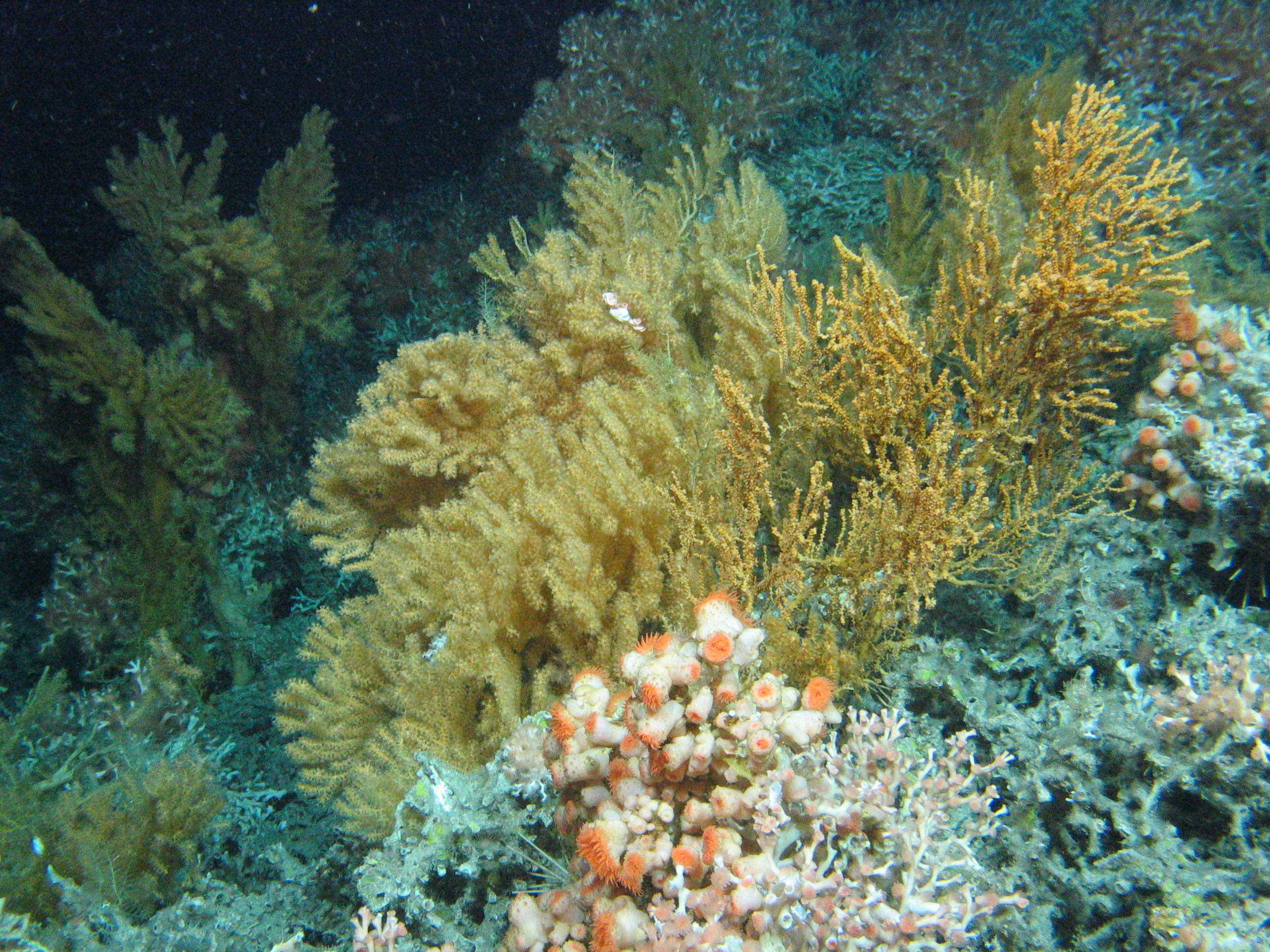 Fig 5 ATLAS studied deep sea ecosystems including cold water corals and anemones at the ROCKALL BANK CREDIT UNIVERSITY OF EDINBURGH
