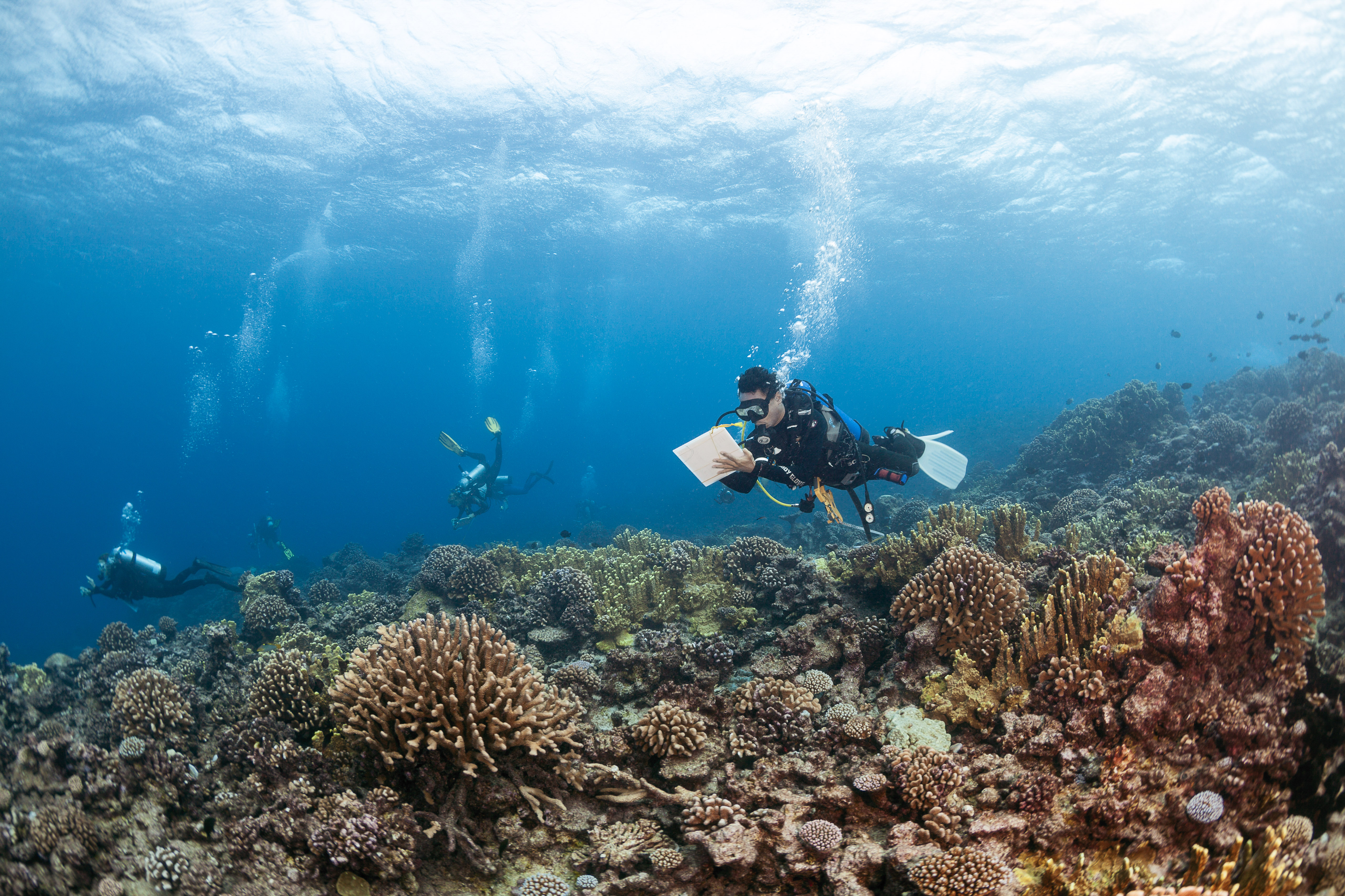 Badi Samaniego conducting a coral reef survey on the Global Reef Expedition.